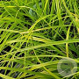 Carex oshim. 'Evergreen' GM P9