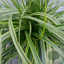 Carex oshim. 'Everlime' GM P9