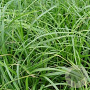 Carex oshim. 'J. S. Greenwell' GM P9