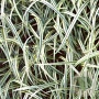 Carex 'Silver Sceptre' GM P9