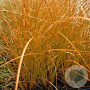 Carex testacea 'Prairie Fire' GM P9