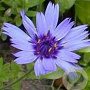 Catananche caerulea GM P9