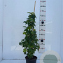 Liquidambar styraciflua 80-100 cm 5,0L