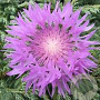 Centaurea hypoleuca 'John Coutts' GM P9