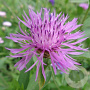 Centaurea jacea GM P9