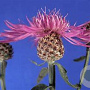 Centaurea jacea GM P9