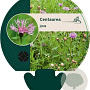 Centaurea jacea GM P9