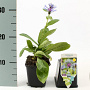 Centaurea montana GM P9