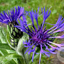 Centaurea montana GM P9