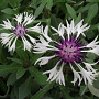 Centaurea montana 'Ameth. in Snow' GM P9