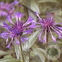 Centaurea montana 'Coerulea' GM P9