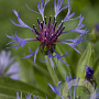 Centaurea montana 'Grandiflora' GM P9