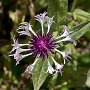 Centaurea montana 'Purple Heart' GM P9