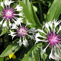 Centaurea montana 'Purple Heart' GM P9