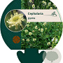 Cephalaria gigantea GM P9