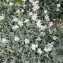 Cerastium tomentosum GM P9