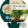 Chasmanthium latifolium GM P9