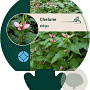 Chelone obliqua GM P9