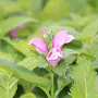 Chelone obliqua 'Samplant' GM P9