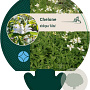 Chelone obliqua 'Alba' GM P9