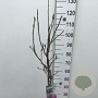 Magnolia 'Susan' 70 cm stam 7,5L