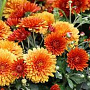 Chrysanthemum (M) 'Wirrar Surpreme' GM P9