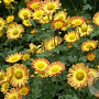 Chrysanthemum (I) 'Dernier Soleil' GM P9