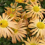 Chrysanthemum (R) 'Mary Stoker' GM P9