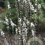 Cimicifuga japonica GM P9