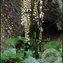Cimicifuga japonica 'Chejo Do' GM P9