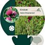 Cirsium rivulare 'Atropurpureum' GM P9