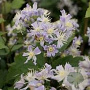 Clematis 'Mrs Robert Brydon' GM P9