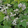 Clematis 'Mrs Robert Brydon' GM P9
