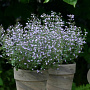 clinopodium calamintha blue cloud# GM P9
