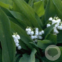 Convallaria majalis GM P9
