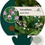 Convallaria maj. 'Rosea' GM P9
