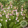 Convallaria maj. 'Rosea' GM P9