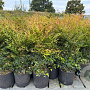 Nandina domestica 80 cm 12L
