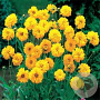 Coreopsis gr. 'Early Sunrise' GM P9