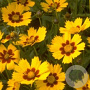 Coreopsis lanceolata 'Baby Gold' GM P9