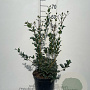 Osmanthus heterophyllus 60-80 cm 7,5L