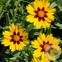 Coreopsis lanceolata 'Sterntaler' GM P9