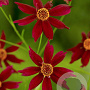 Coreopsis 'Limerock Ruby' GM P9