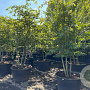 Parrotia persica 300-350 cm container