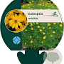 Coreopsis verticillata GM P9