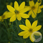 Coreopsis verticillata GM P9