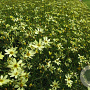 Coreopsis vert. 'Moonbeam' GM P9