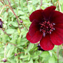 Cosmos atrosanguineus GM P9