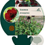 Cosmos atrosanguineus GM P9