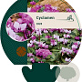 Cyclamen coum GM P9